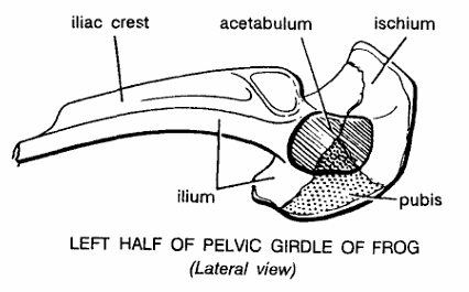 PELVIC GIRDLES IN VERTEBRATES