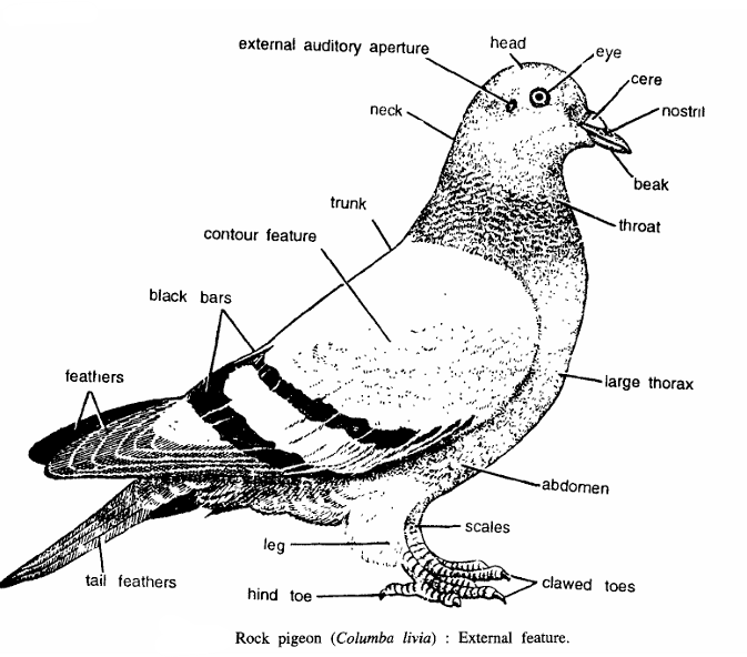 Dissection of Pigeon