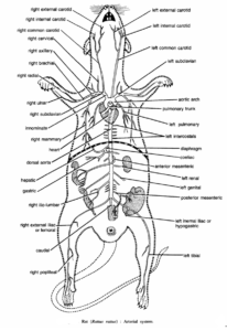 DISSECTION OF RAT