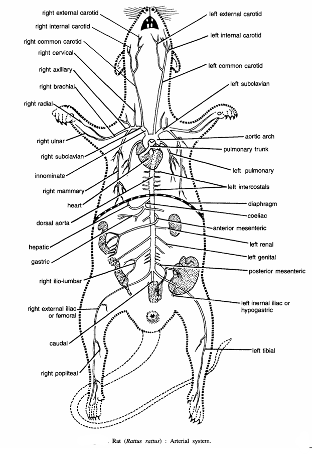 DISSECTION OF RAT