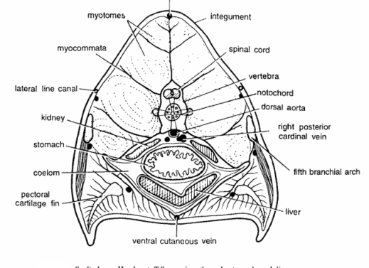 FISH SLIDES (SCOLIODON)