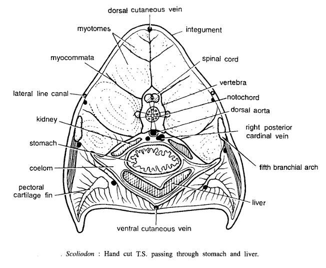 FISH SLIDES (SCOLIODON)