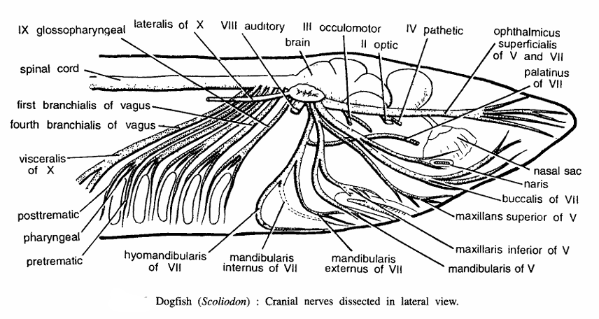 Dissecton of Scoliodon