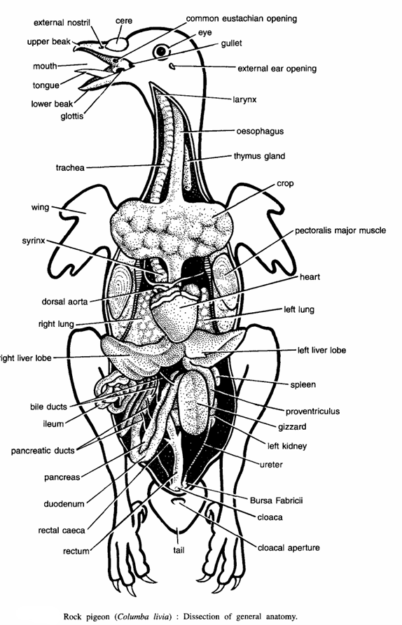 Dissection of Pigeon