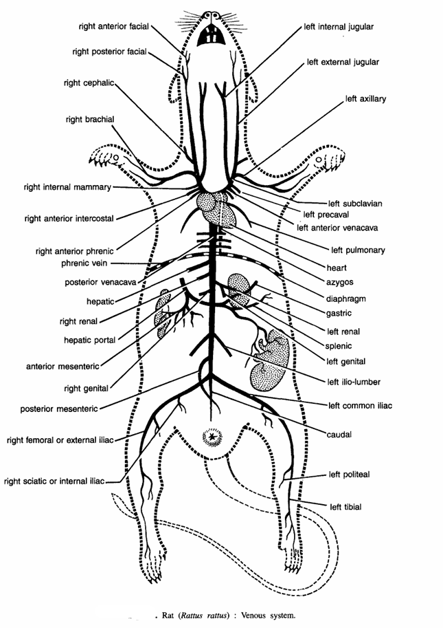 DISSECTION OF RAT