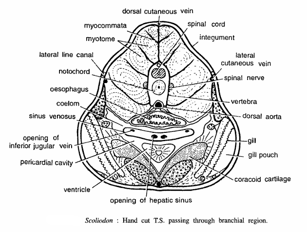 FISH SLIDES (SCOLIODON)