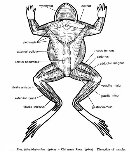 DISSECTION OF FROG