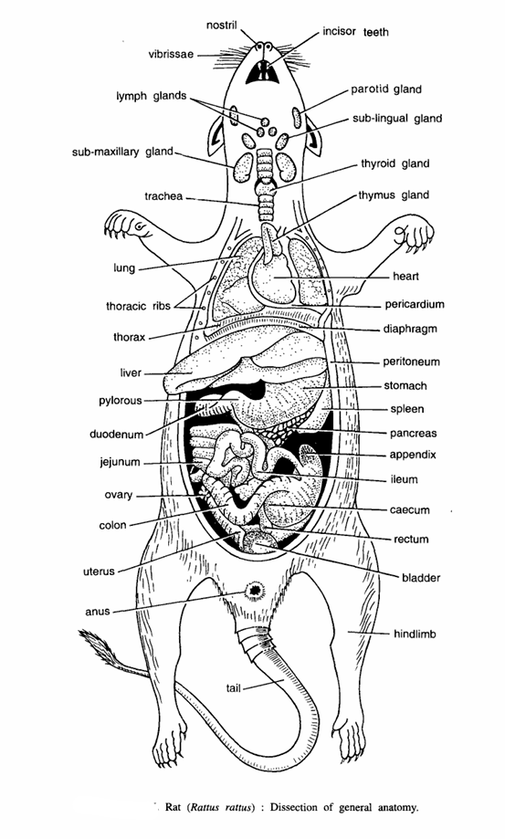 DISSECTION OF RAT