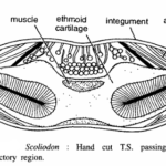 FISH SLIDES (SCOLIODON)