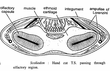 FISH SLIDES (SCOLIODON)