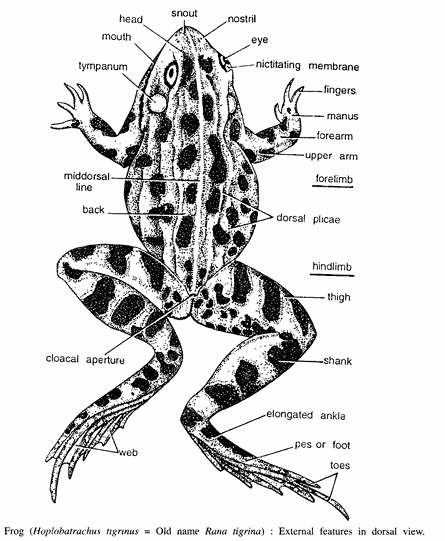 DISSECTION OF FROG