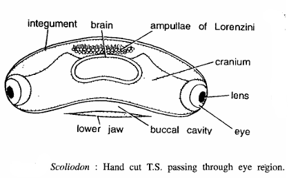 FISH SLIDES (SCOLIODON)