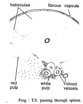 AMPHIBIAN SLIDES (FROG)