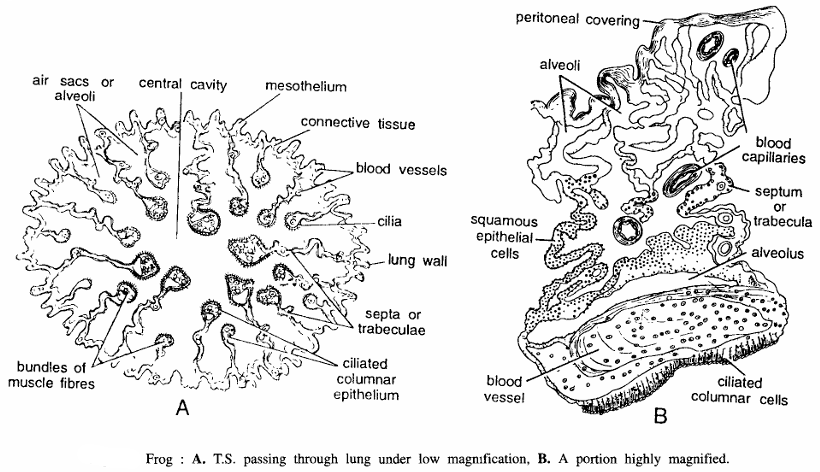 AMPHIBIAN SLIDES (FROG)