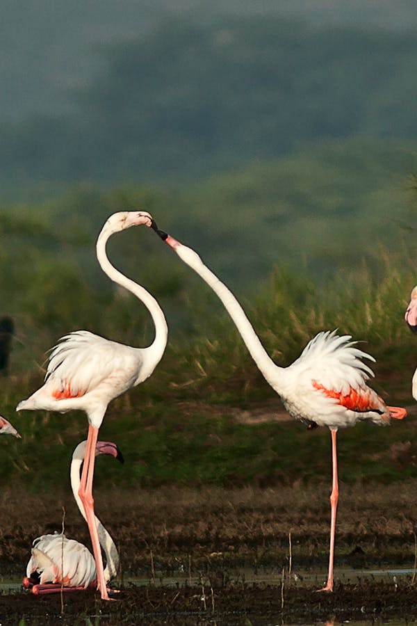 Characteristics of Phoenicopterus