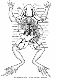 DISSECTION OF FROG