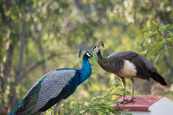 Classification of Pavo cristatus (Peacock)