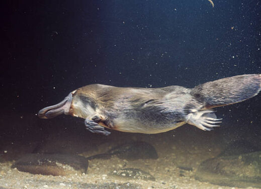 ORNITHORHYNCHUS (PLATYPUS)