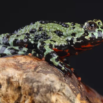 Classification of Bombinator : Fire Bellied Toad