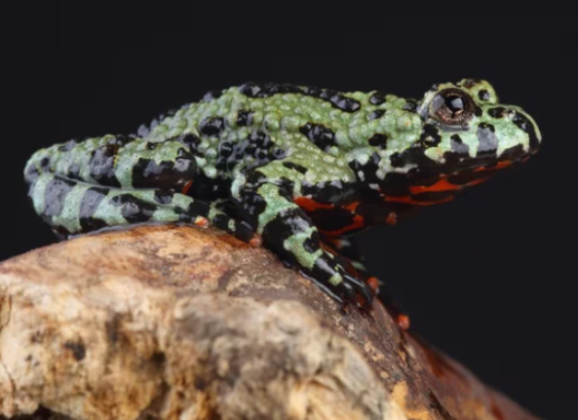 Bombinator : Fire Bellied Toad