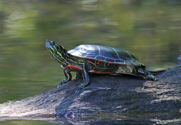 Classification of Chrysemys (Painted Terrapin)