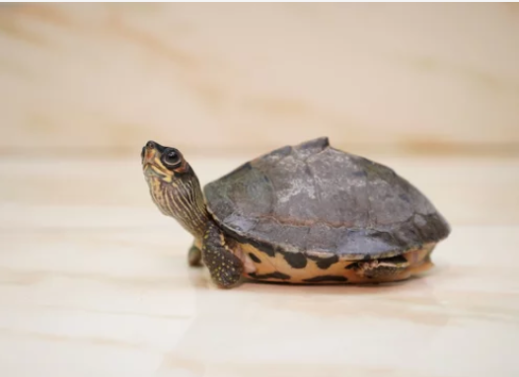 Kachuga tactum (Roofed Terrapin)