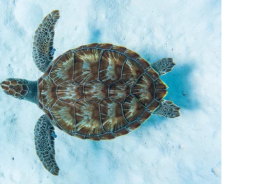 Chelone (Green Turtle)