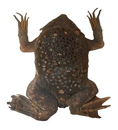 Classification of Pipa : Surinam Toad