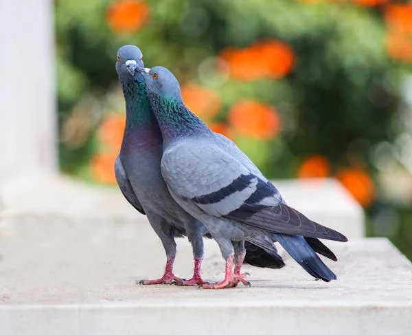 Classification of Columba livia (Pigeon)