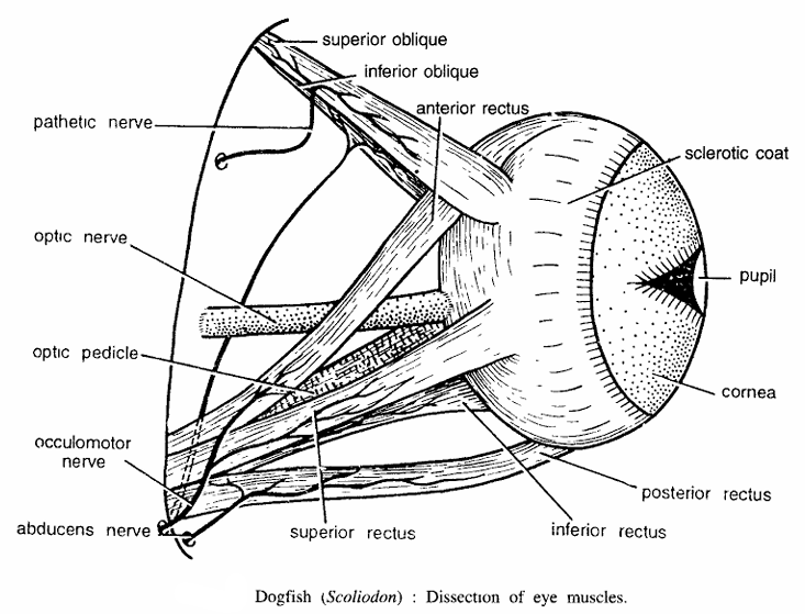 Dissecton of Scoliodon