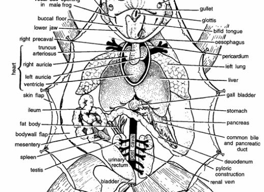 DISSECTION OF FROG