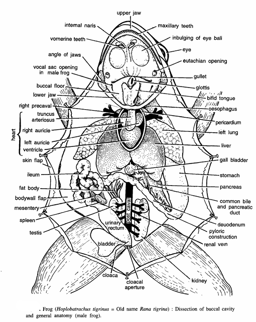 DISSECTION OF FROG