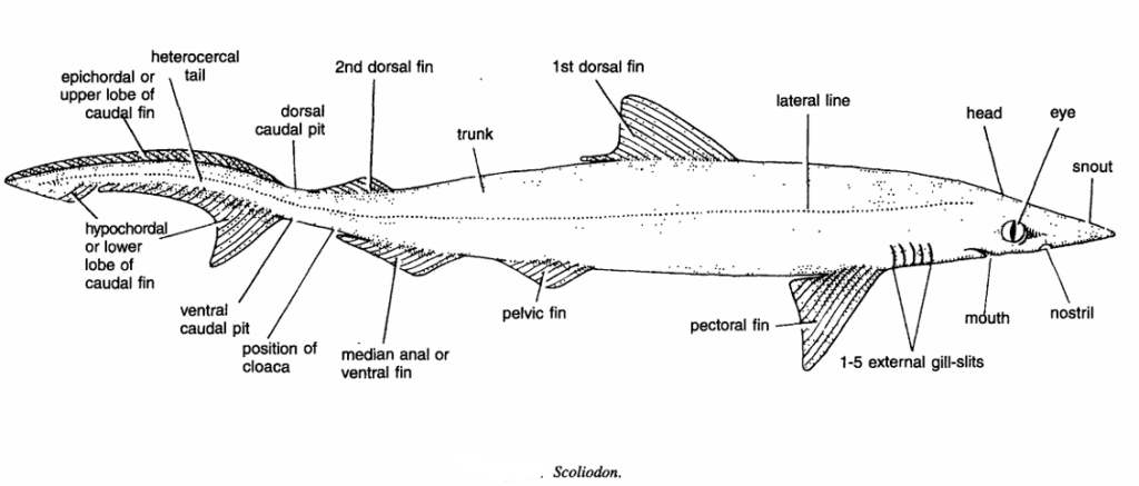 Classification of Scoliodon : Dogfish