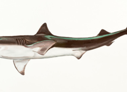 SCOLIODON (DOGFISH)