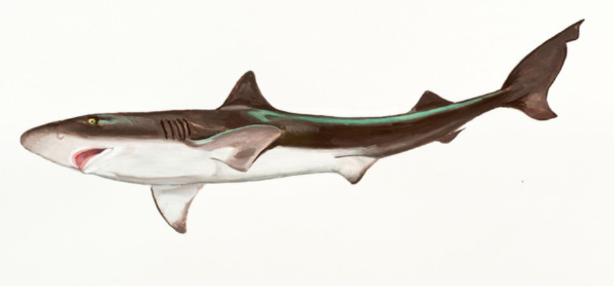 Classification of Scoliodon : Dogfish