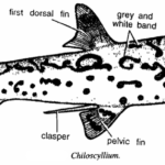 Classification of Chiloscyllium : True dogfish