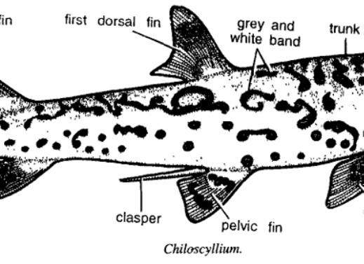 CHILOSCYLLIUM (TRUE DOGFISH)