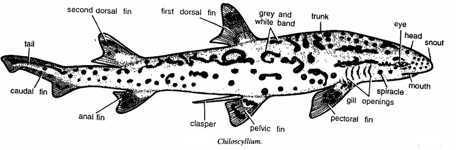 Classification of Chiloscyllium : True dogfish