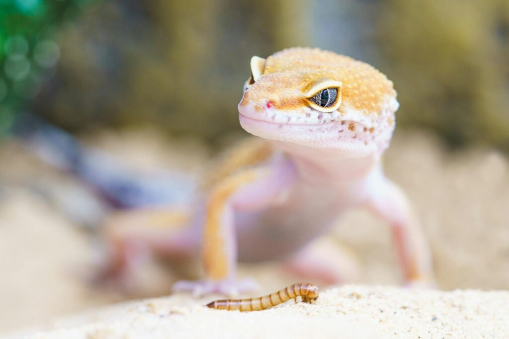 Classification of Gecko (Wall Lizard)