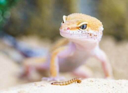 GECKO (WALL LIZARD)