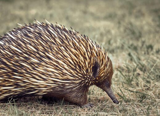 ECHIDNA (SPINY ANTEATER)