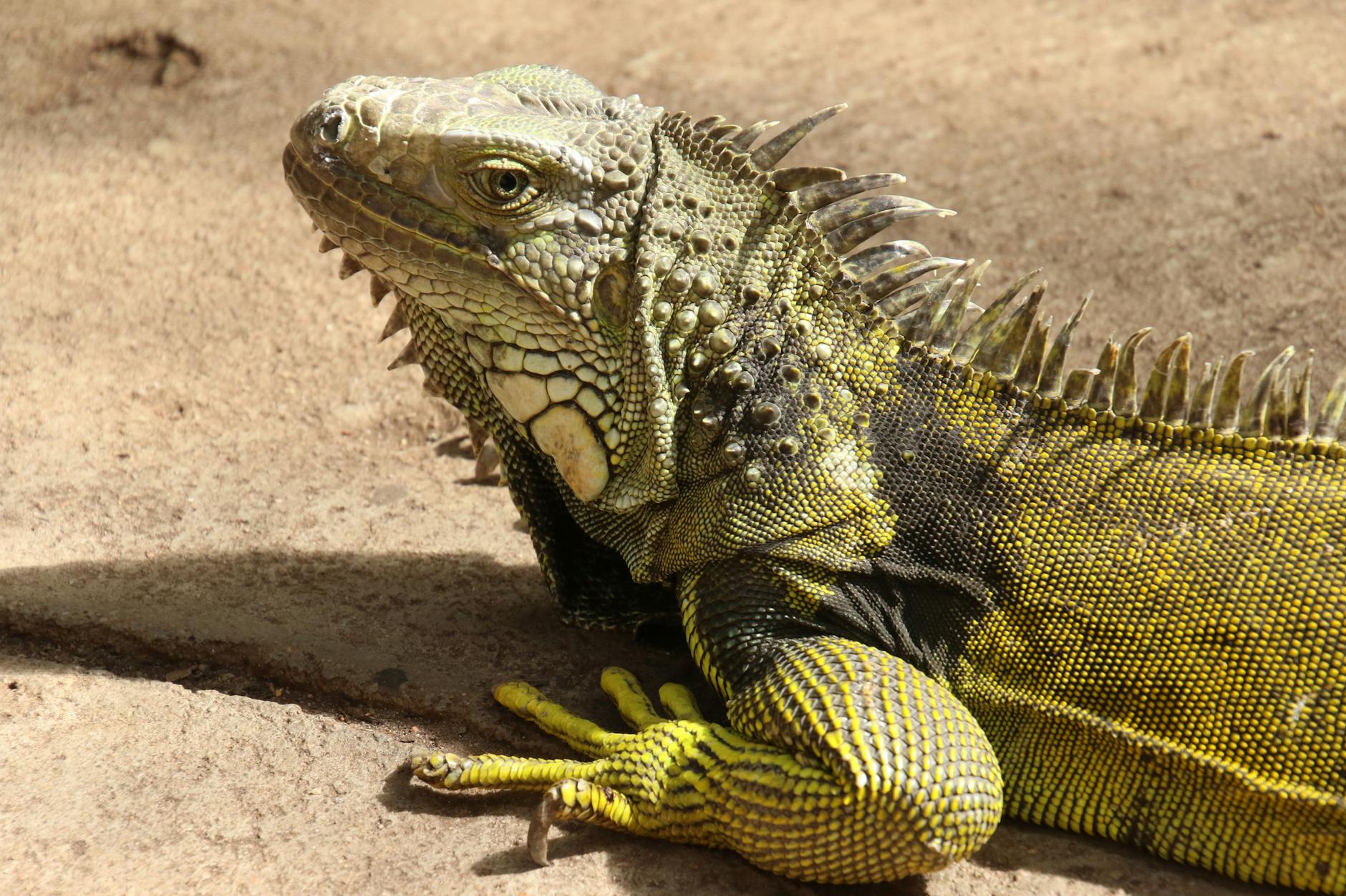 Classification of Iguana