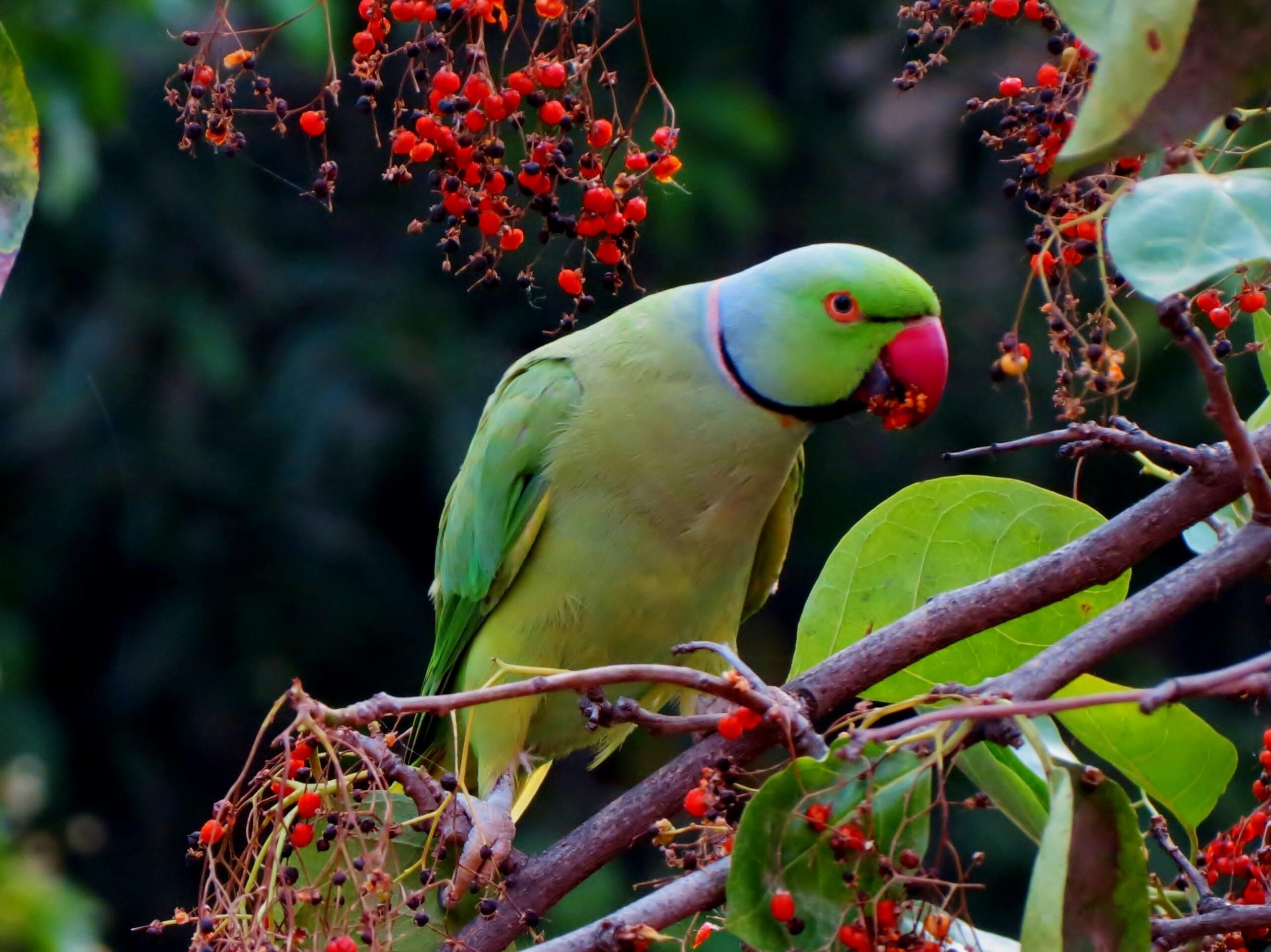 Classification of Psittacula euparia (Parrot)