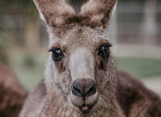 MACROPUS (KANGAROO)