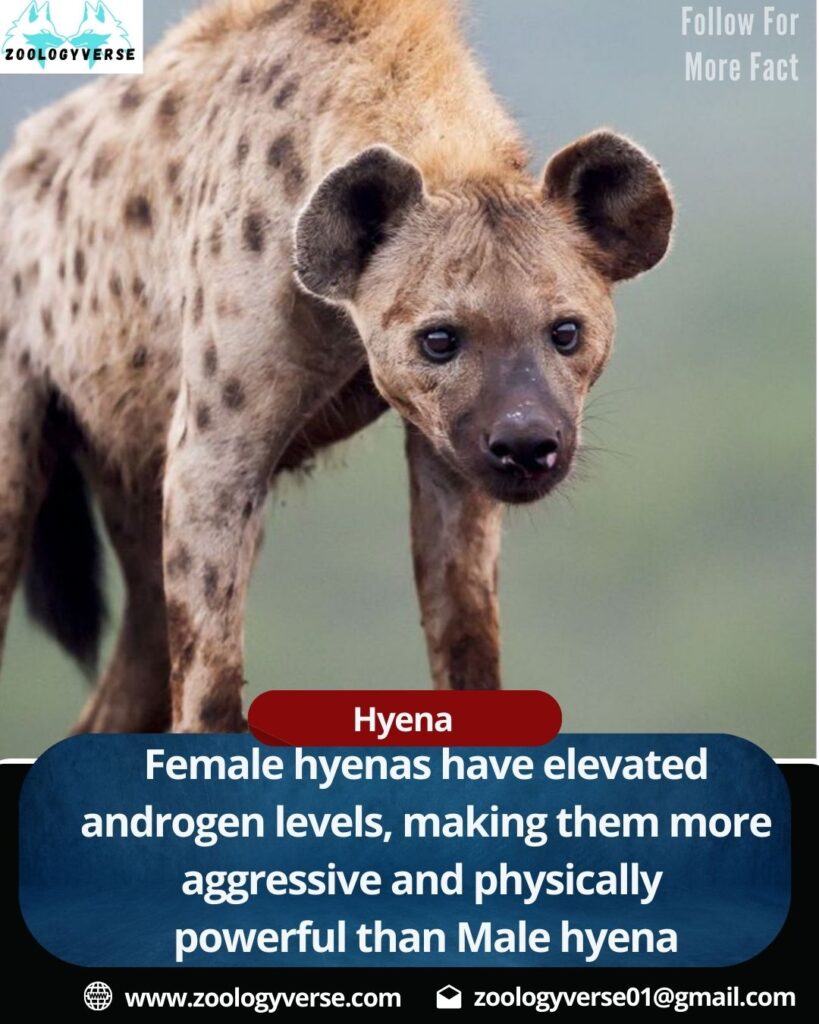 HYENA