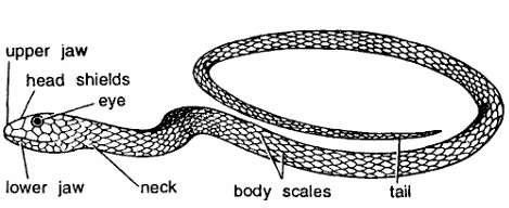 Classification of Dendrophis (Tree Snake)