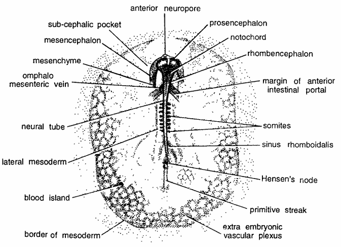 Chick Embryo : Whole Mount of 28 Hours of Incubation