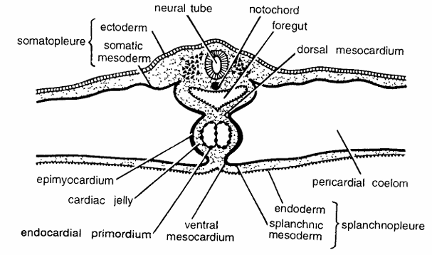 Chick Embryo : T.S. Passing Through 28 Hours of Incubation