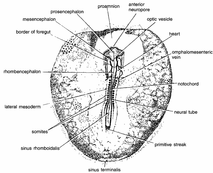 Chick Embryo : Whole Mount of 33 Hours of Incubation