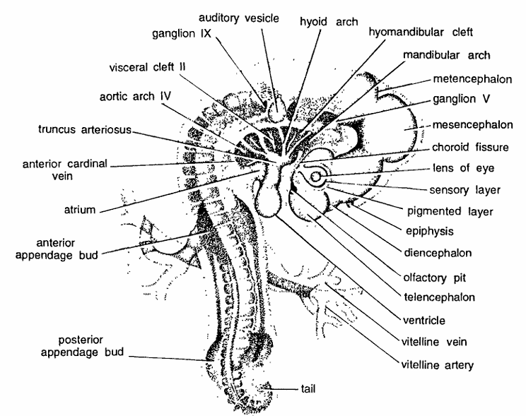 Chick Embryo : Whole Mount of 72 Hours of Incubation